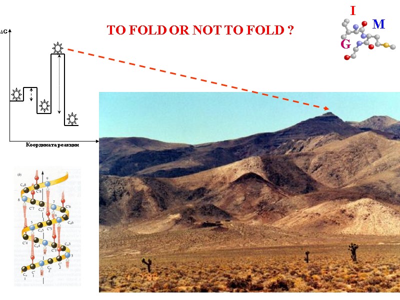 57 TO FOLD OR NOT TO FOLD ?
